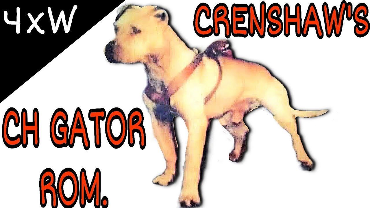 CRENSHAW'S CH GATOR ROM - История собачьих боев #dogfight #apbt #pitbull