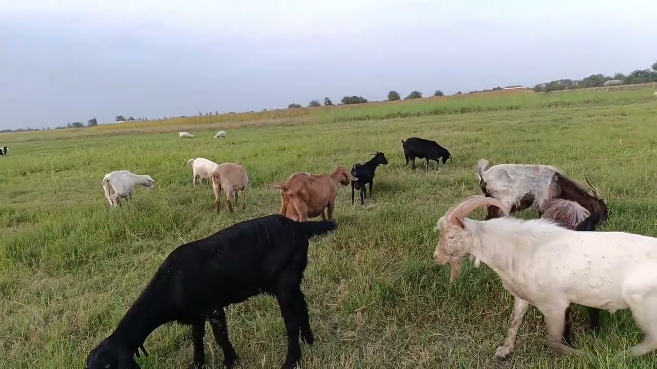 Keçilər təkəsini aldı, 5 ay sonra yeni çəpişlər gəlir.