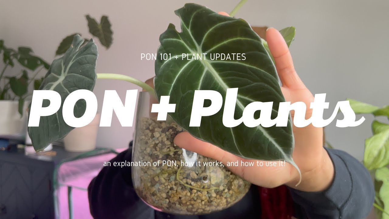 PON For Beginners || Update On My Plants In PON || Soil FREE Plants 2022