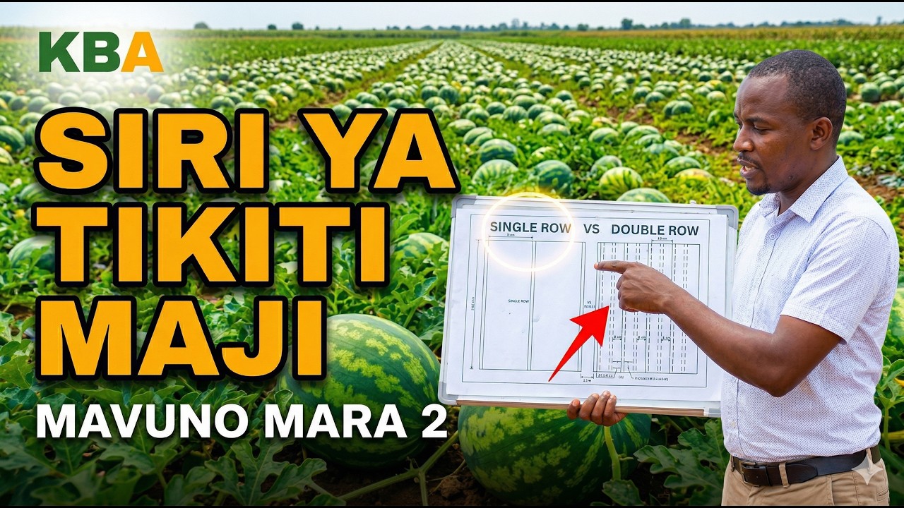 Kilimo cha Tikiti Maji - Part 2