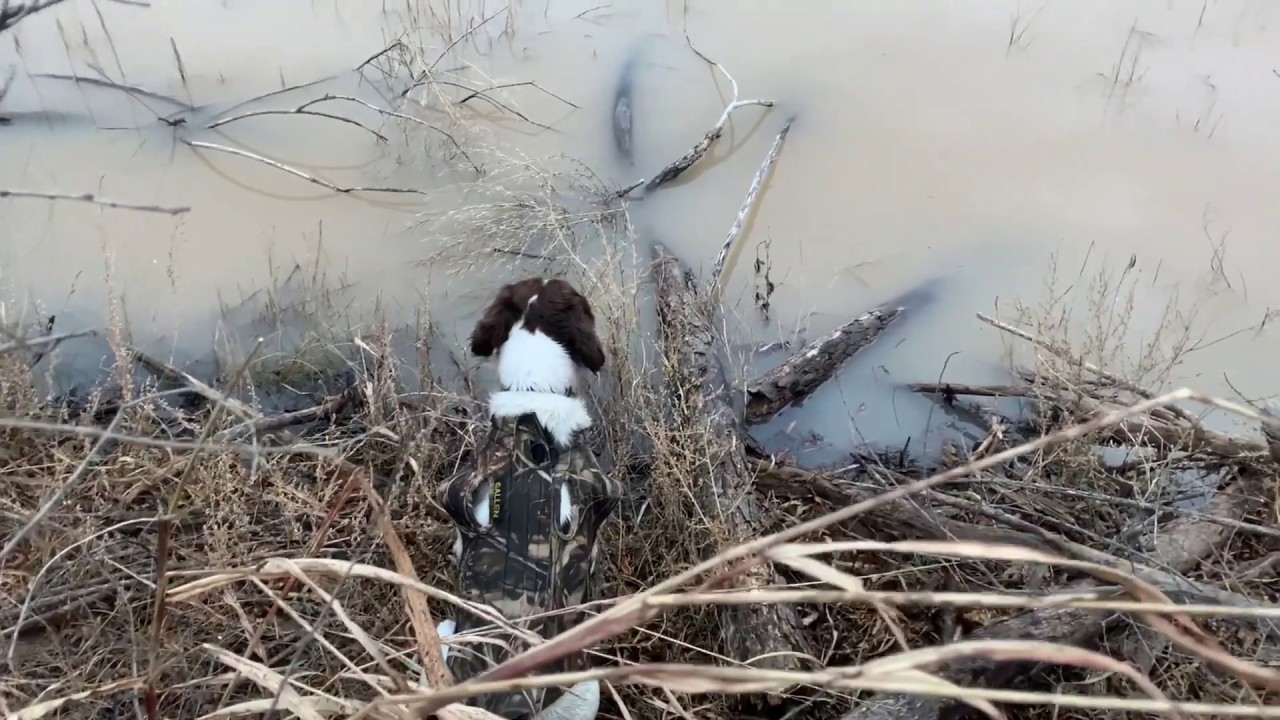 Springer Spaniels Hunt