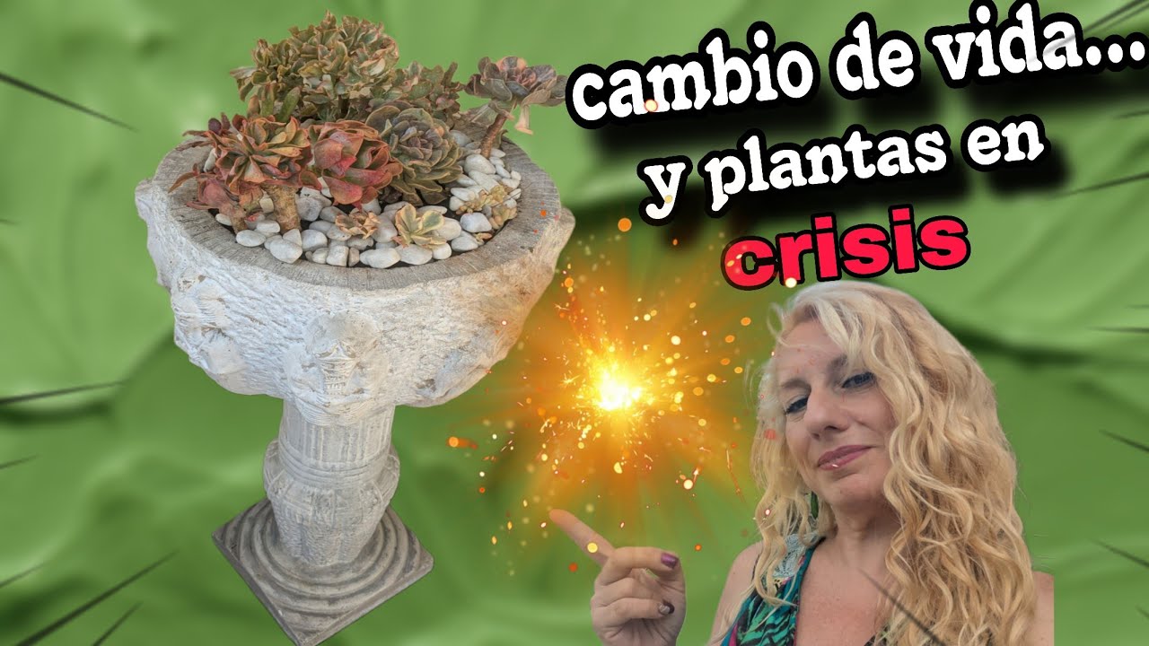 Variegadas quemadas y arrugadas🌱... así es mi cambio de vida✨