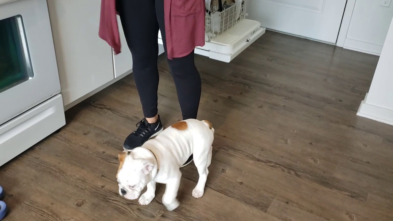 3 Months Old English Bulldog Learning Boundaries & Respect Space | Jersey City NJ Dog Training