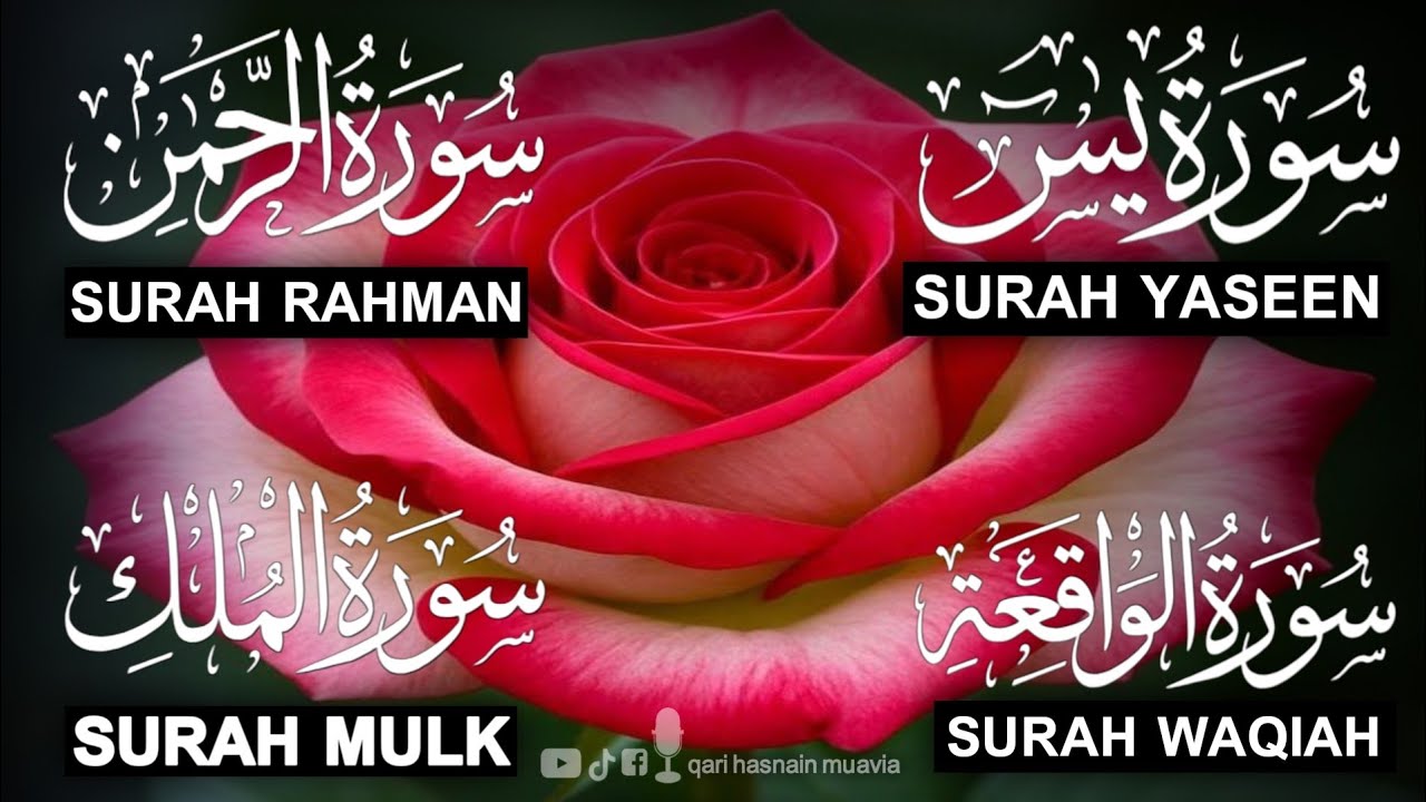 Surah Yasin ❤️ Surah Rahman , Surah Waqiah , Surah Mulk | Ep 311,یس