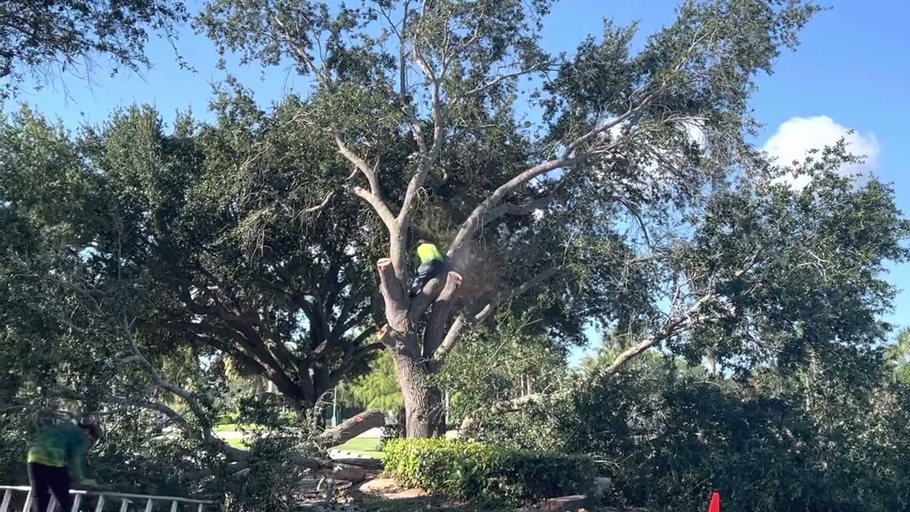 Parking Lot Tree Removal (August 2022)