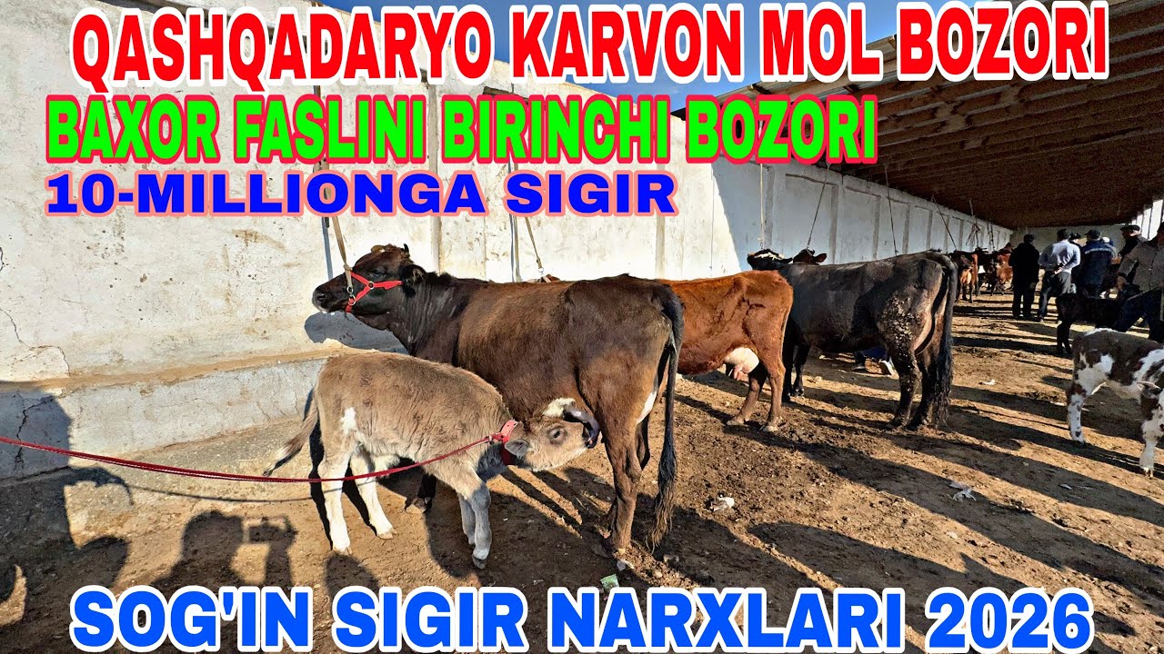 1-MART QASHQADARYO KARVON MOL BOZORIDAN SOG’IN SIGIR NARXLARI 2026/ КАРШИ КАРВОН МОЛ БОЗОРИДАН СИГИР