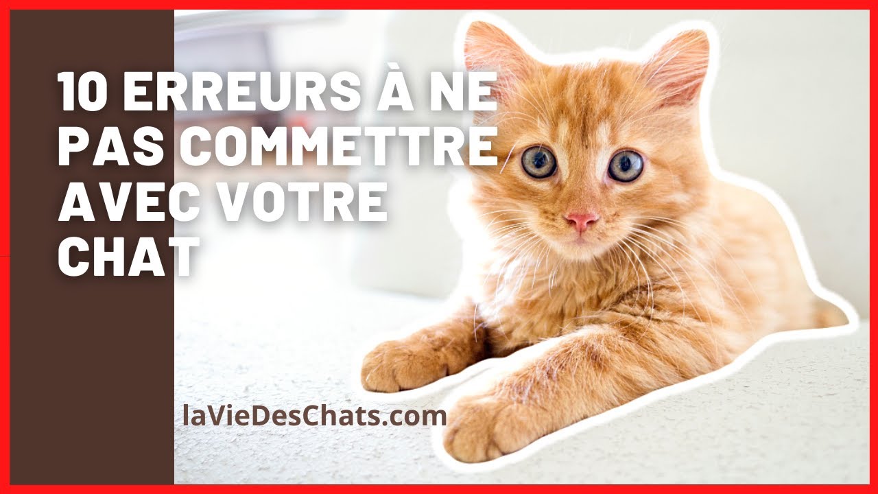 LES 10 ERREURS À NE PAS COMMETTRE AVEC VOTRE CHAT 😳😧🙀