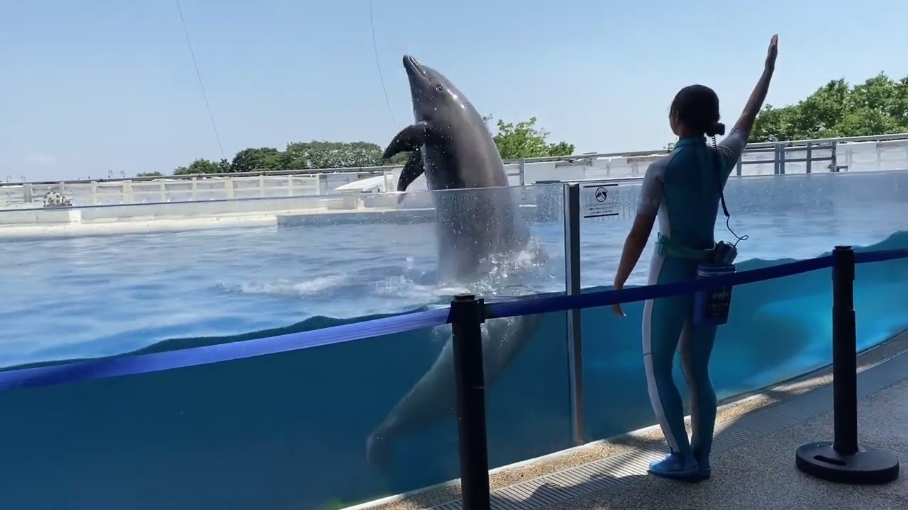 京都水族館 イルカショー