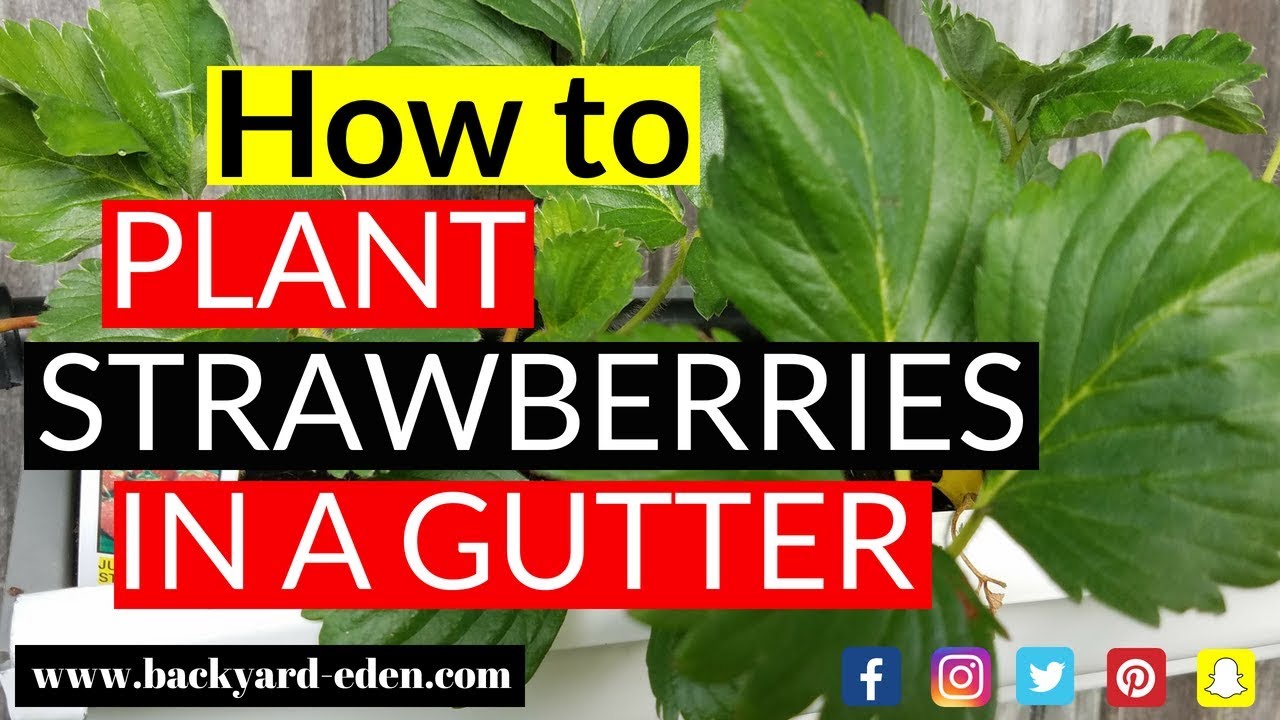 Как посадить клубнику в водосточной трубе | Выращивание клубники в водосточных трубах