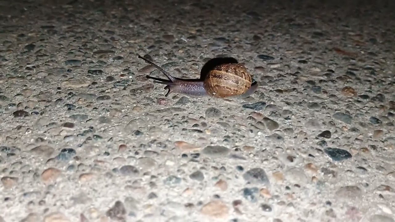 Snail Moves At Mach 10 Speeds