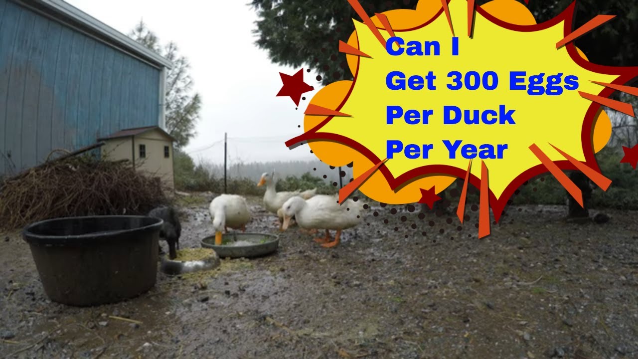 Will Ducks Lay Eggs In the Winter?🥚 🦆🥚🦆🥚🦆🥚🦆🥚🦆🥚🦆🥚🦆🥚🦆🥚