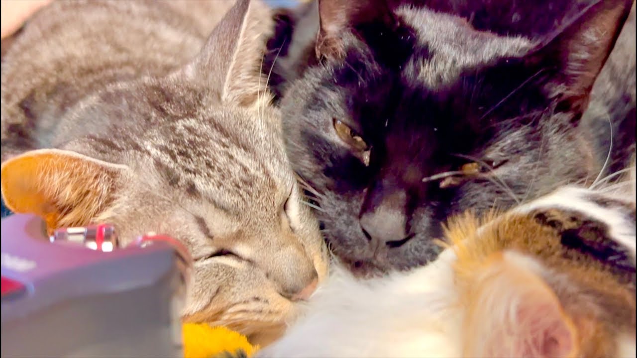 Deep Relax ASMR｜Cat Purring & Wooden Balls【live】