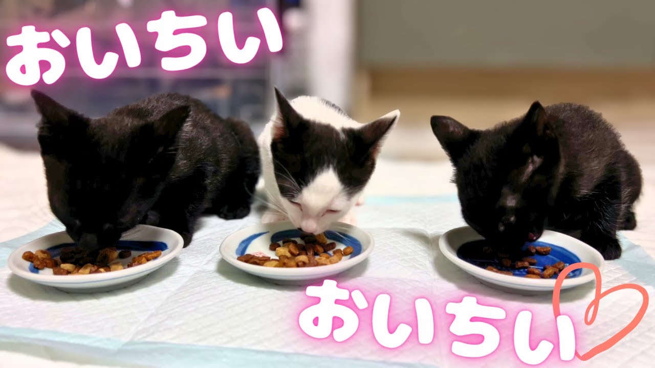 ★梅雨の日に捨てられた4匹の子猫たちが幸せになるまで★離乳食＆ウイルス検査編　#cat #japanesecat #保護猫