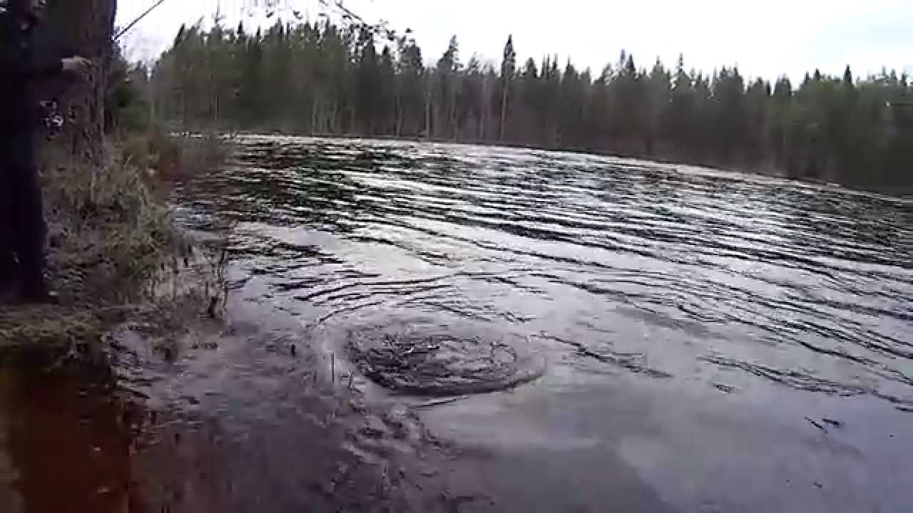 Fiske på Sävarån