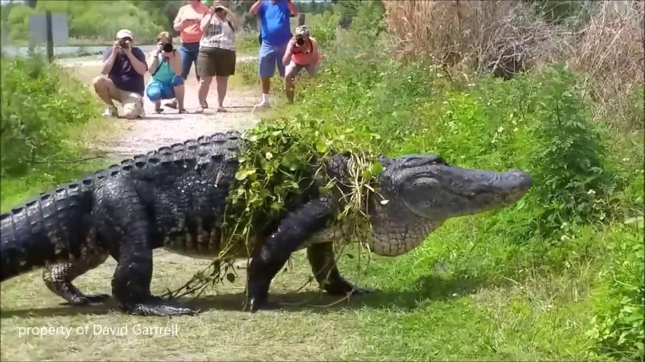 CIRCLE B BAR ALLIGATOR - FULL VIDEO - 15+ FEET LONG.