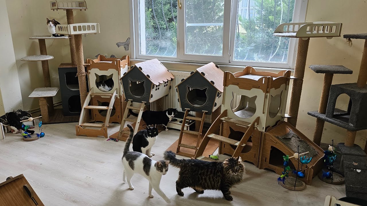 The disabled cats I rescued have turned my home into heaven.