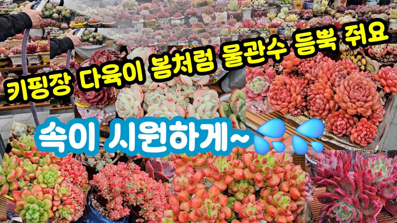 키핑장 다육이 씨원하게 물관수 해요 💦💦 과할까 걱정도 되지만 일단 후련하네요 ~😂
