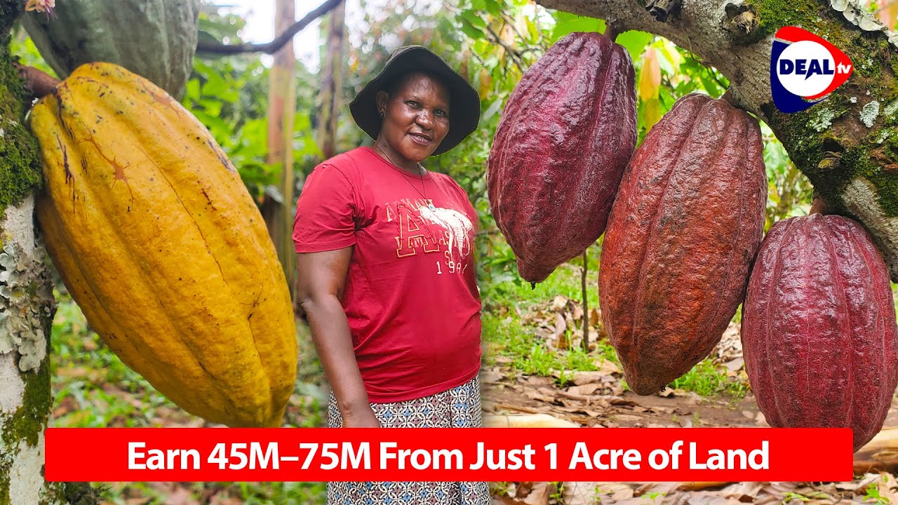 How To Grow Cocoa for Profit | Earn 45M–75M From Just 1 Acre of Land -with Harriet Lwanga