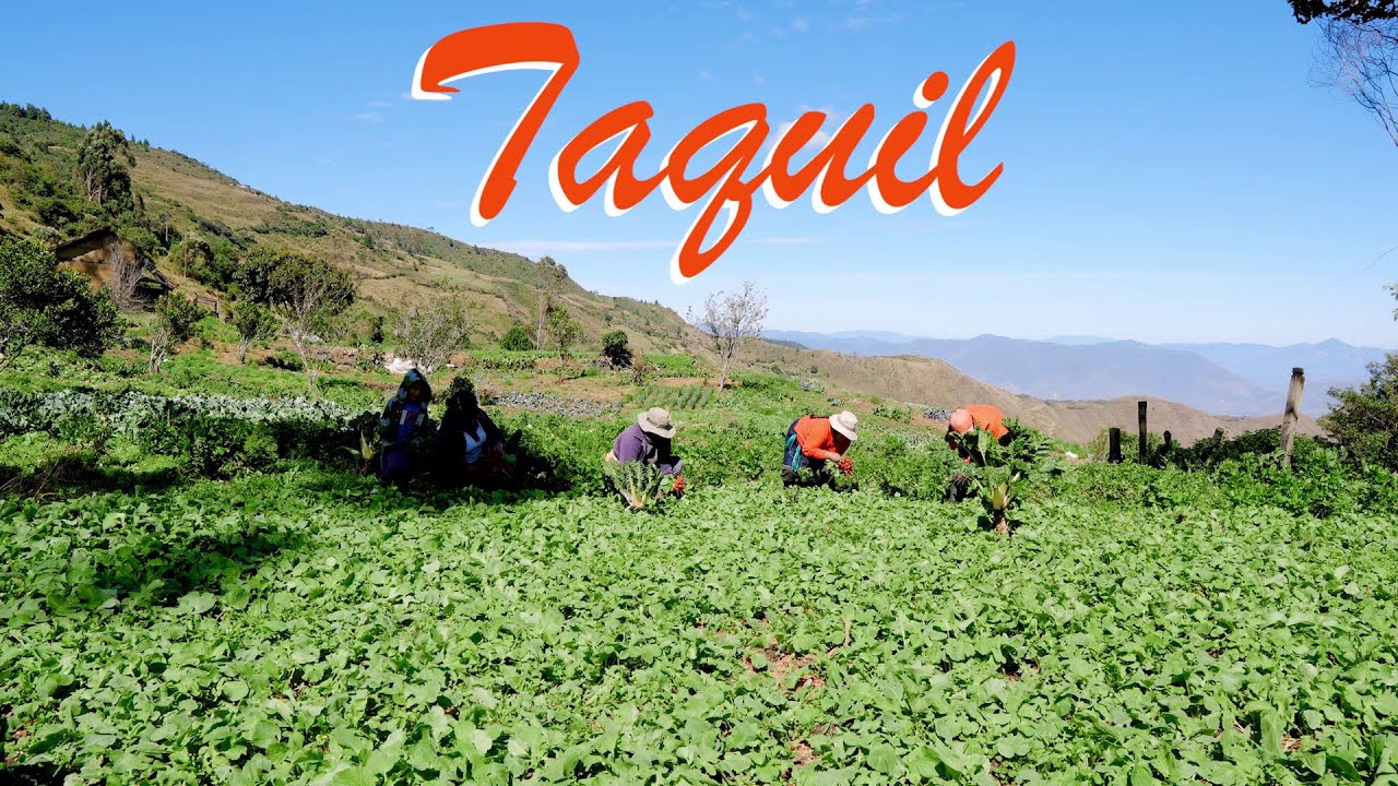 Taquil Loja