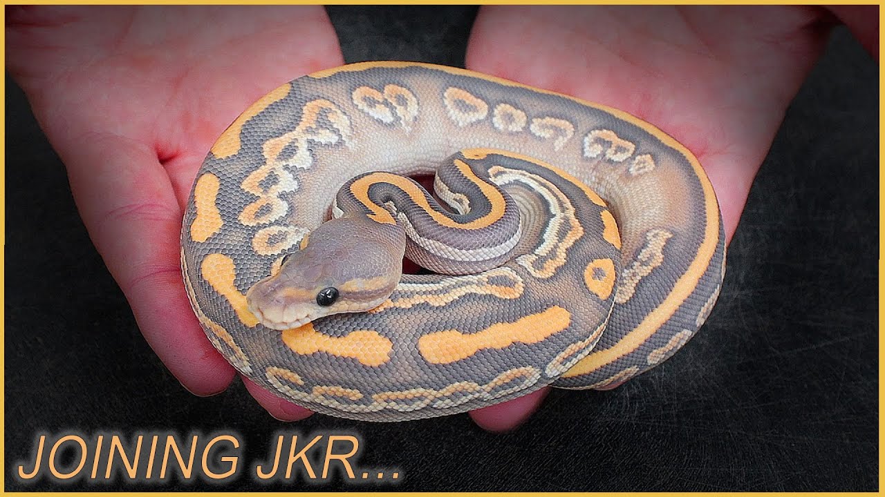 My Snake BUYS of 2020! + Special Announcement