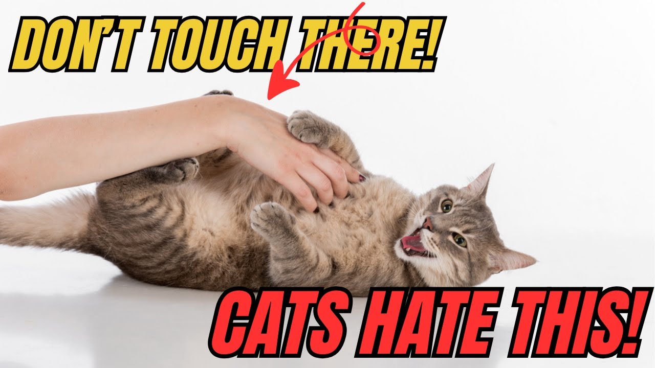 Don’t Touch Your Cat’s Stomach Until You Watch This! Why Don’t Cats Like Their Belly Touched