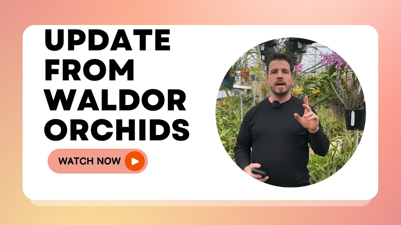 Winter Update at Waldor Orchids, 2/6/26