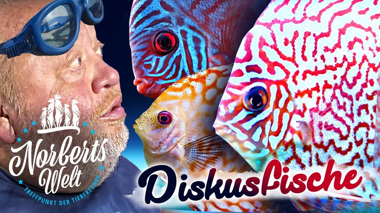SO ein SENSIBELCHEN! | STORYTIME zum DISKUSFISCH Championat | NORBERTS WELT | Zoo Zajac