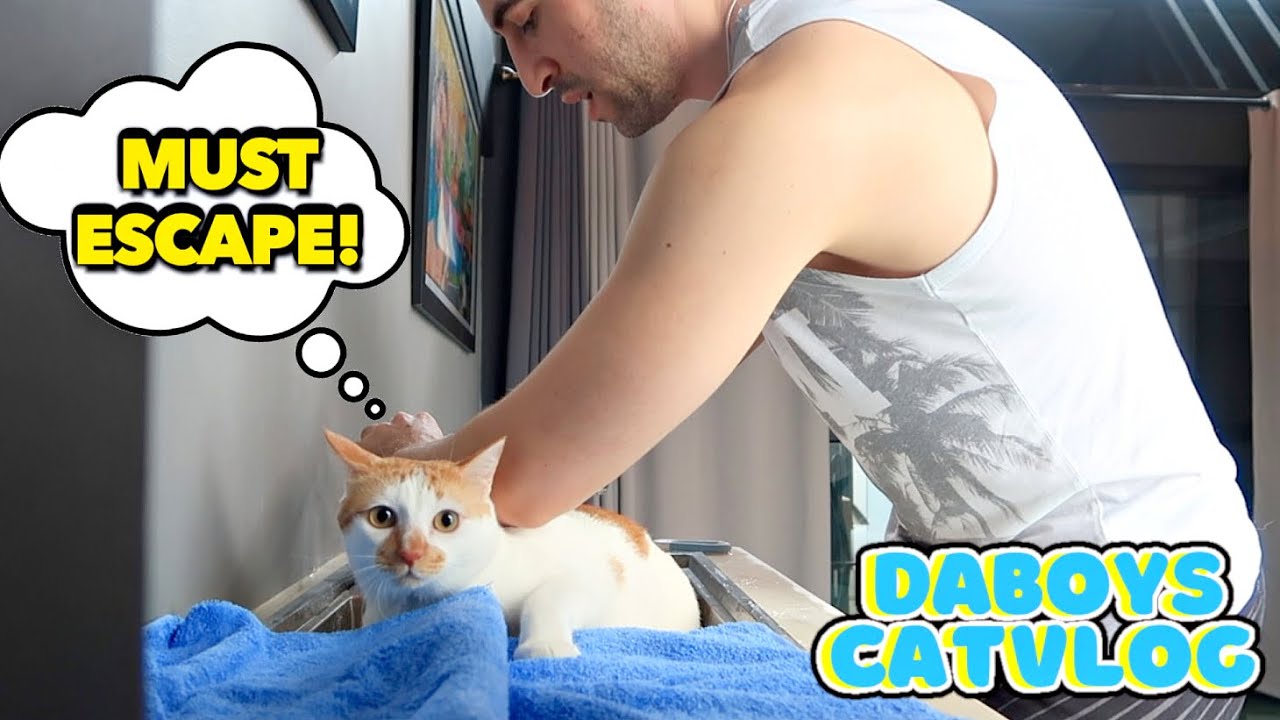 ПЕРВЫЙ кошачий душ в нашем новом доме! | DaBoys CatVlog