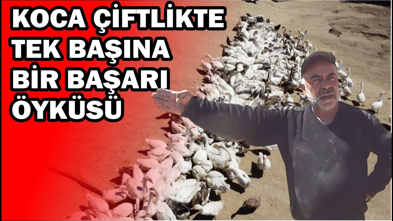 HOLLANDA'DA POLİSLİĞİ BIRAKTI, ŞEFAATLİ'DE 130 DÖNÜMLÜK ÇİFTLİK KURDU