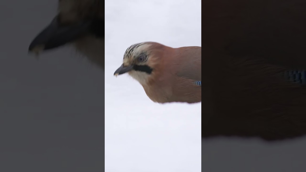 👀🔥😱"Jaybird in the snow"  