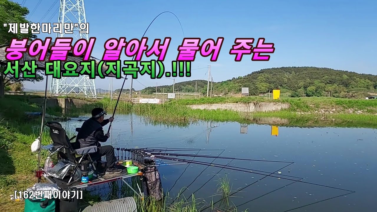 붕어들이 알아서 물어주는 서산 대요지(지곡지).!!!(162번째 이야기)