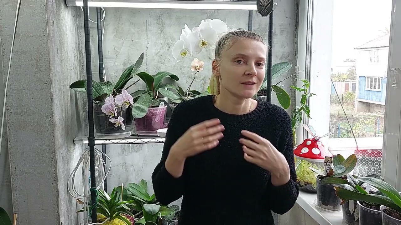 Поливайте свої орхідеї.