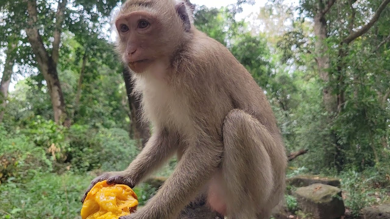 Morning breakfast of adorable monkey Rainbow and other lovely monkeys💗