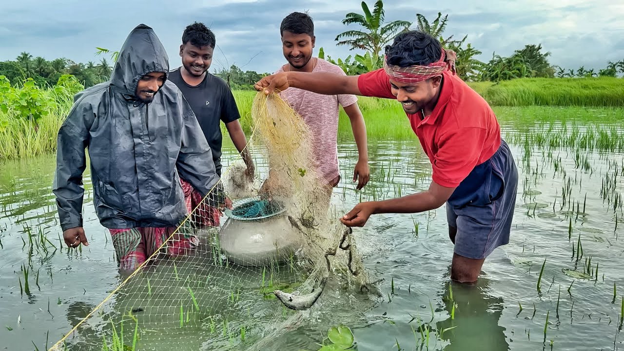 সবুজে ঘেরা ধান ক্ষেতের মধ্যে দিয়ে,জাল পেতে বড় বড় সাইজের কৈ মাছ ধরলাম village fishing!!!