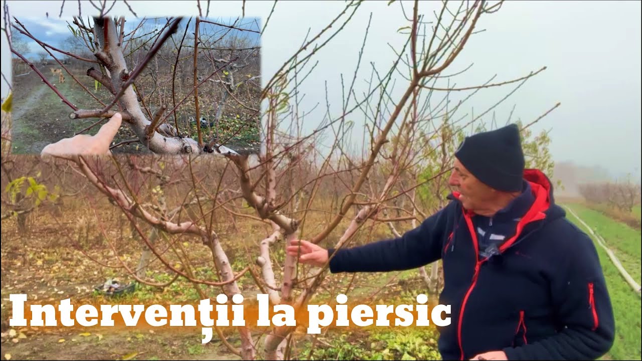 Tăierea la piersic - prin reducție