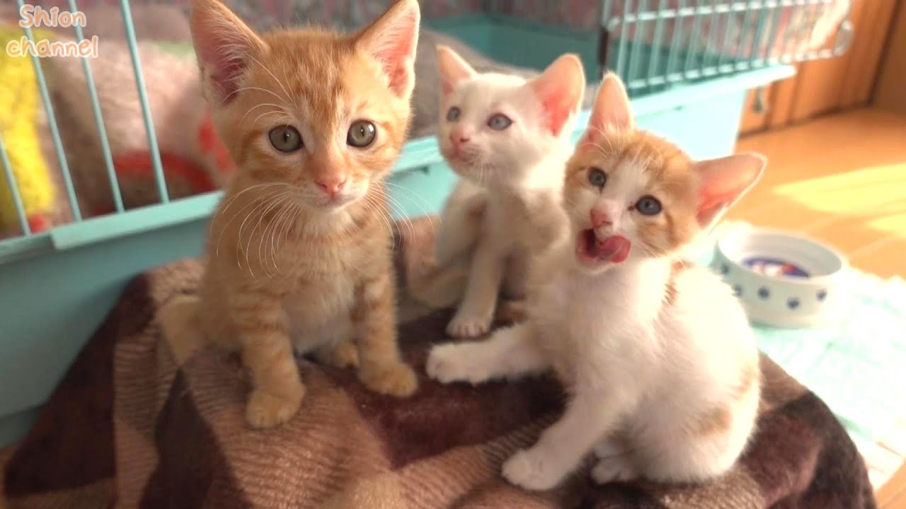 【作業中断動画３】子猫たちの日常 BGM・テロップなし【生後45～46日】