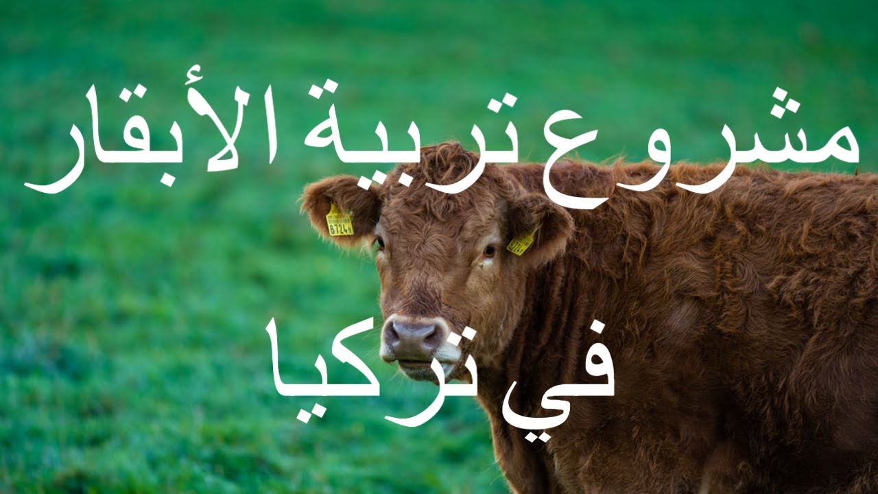 مشروع تربية الابقار في تركيا 00971501847810