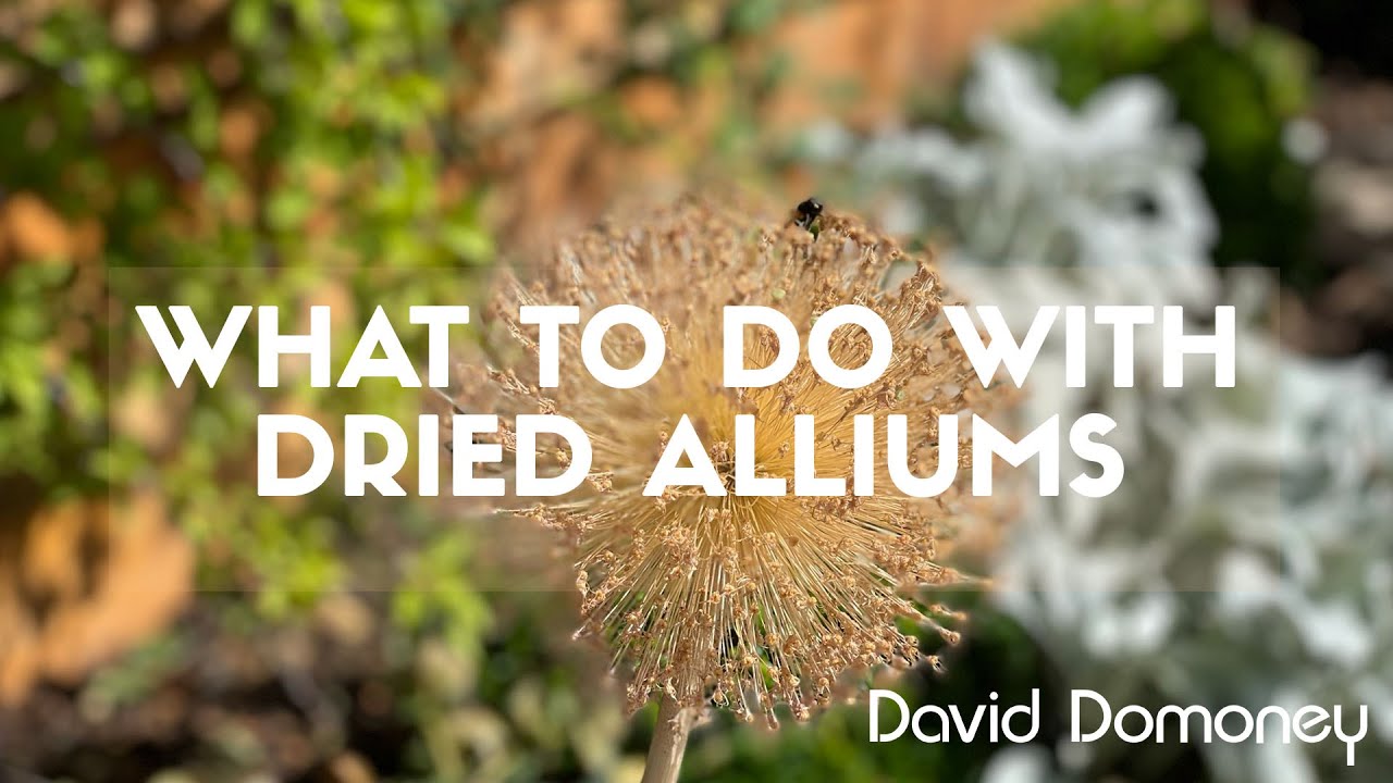Don't throw away dried allium heads – try this instead