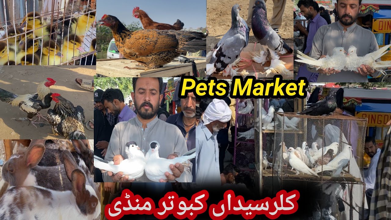 Kallar Syedan All Pets Market | Today 21/10/2025 | Fancy Kabutar Rabbits | Hens | Ducks Aseel Murga