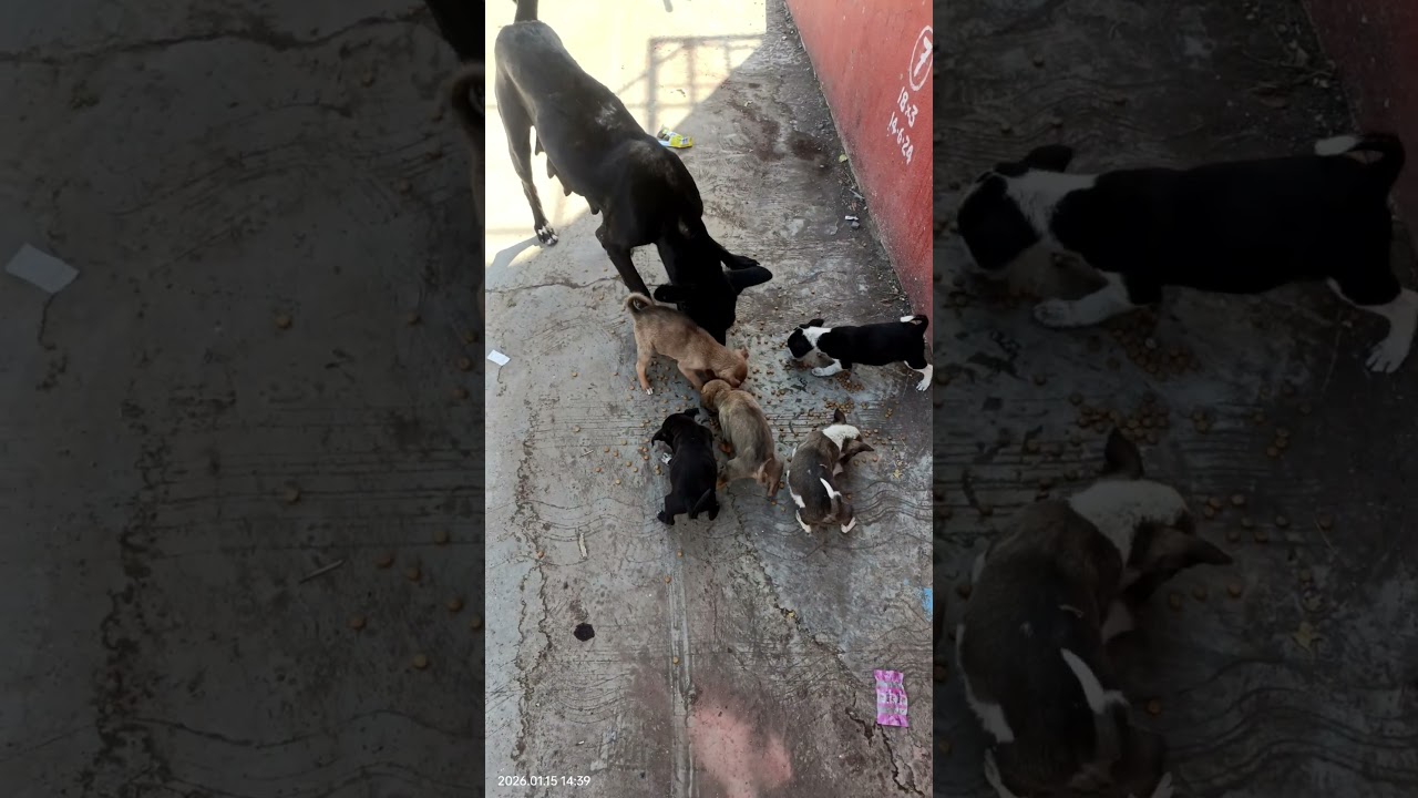 street Dogs needs your love 🥺🐕
