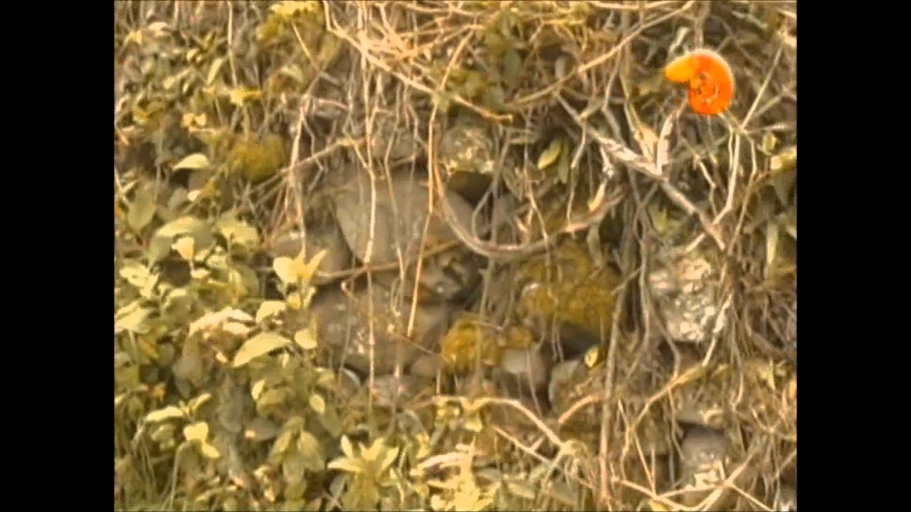 Sensacional descubrimiento  CAPAC ÑAN EL VERDADERO CAMINO DEL INCA