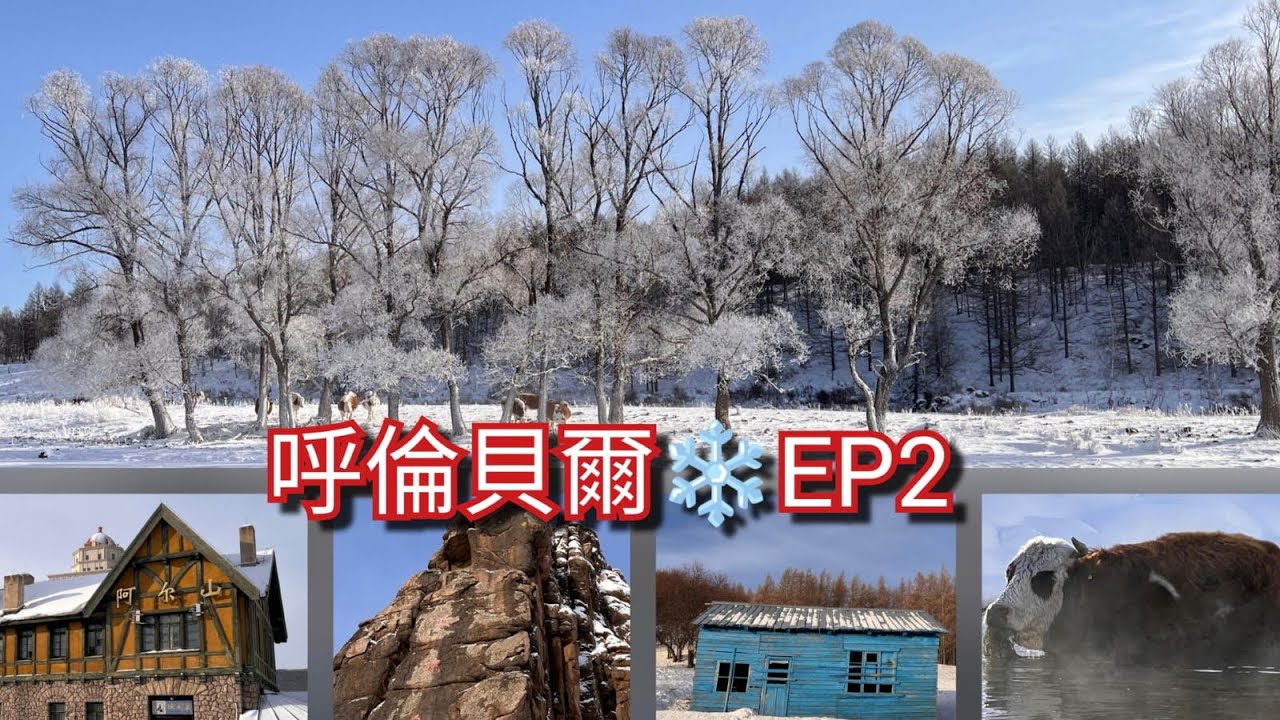 呼倫貝爾❄️阿爾山不凍河🐂網紅牛🛶漂流💦五里泉🏔️玫瑰峰❄️海拉爾