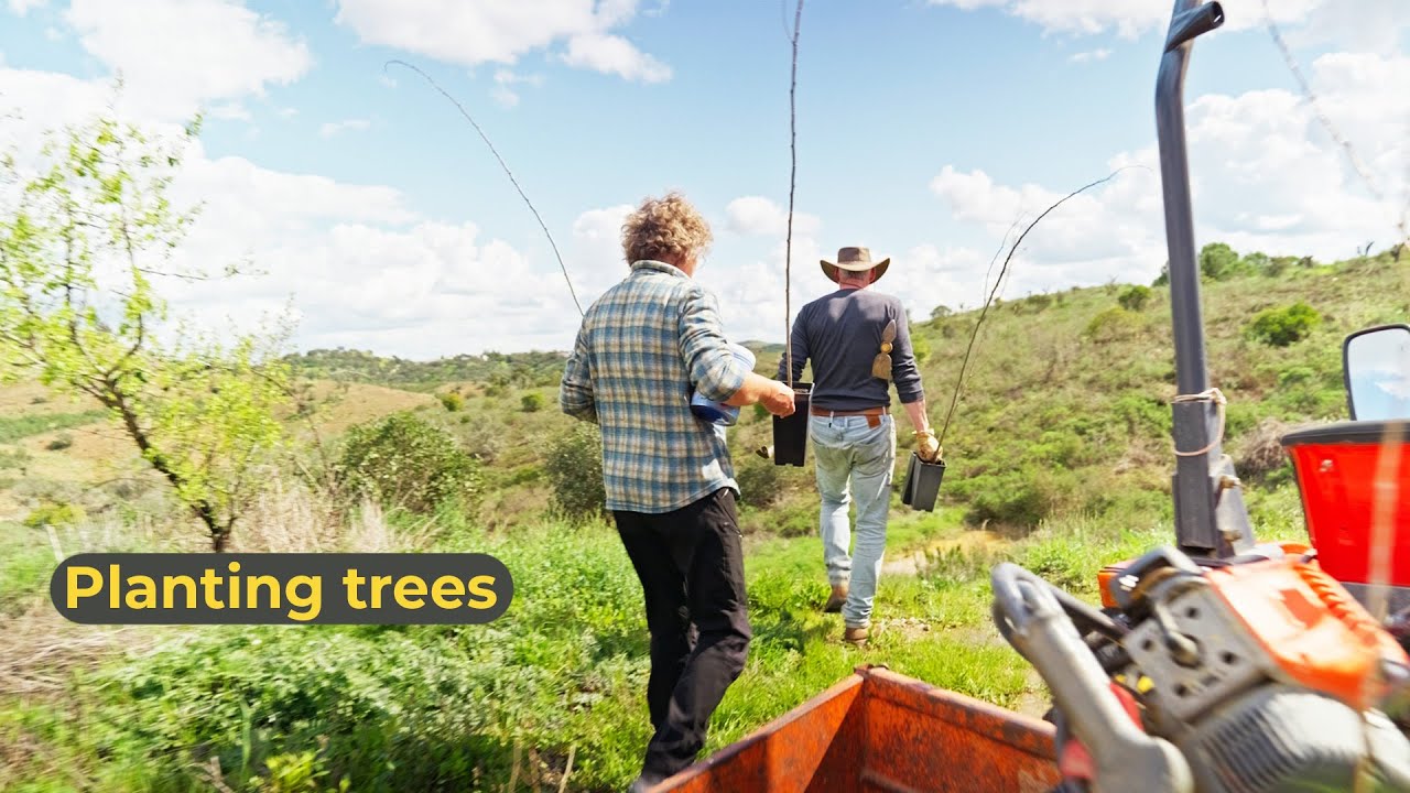Planting trees in Portugal – our step-by-step process