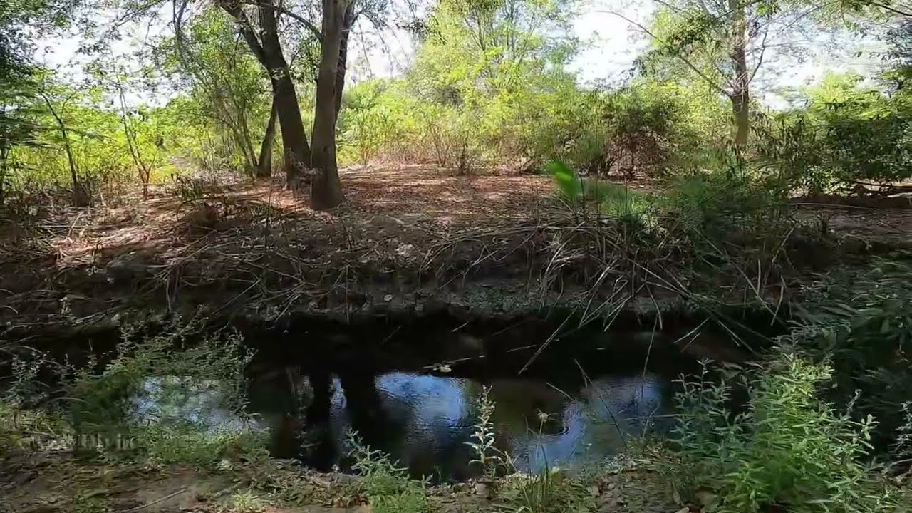 4K Relaxing ASMR Nature Walk Soothing Sounds To  Fall Asleep S1E1