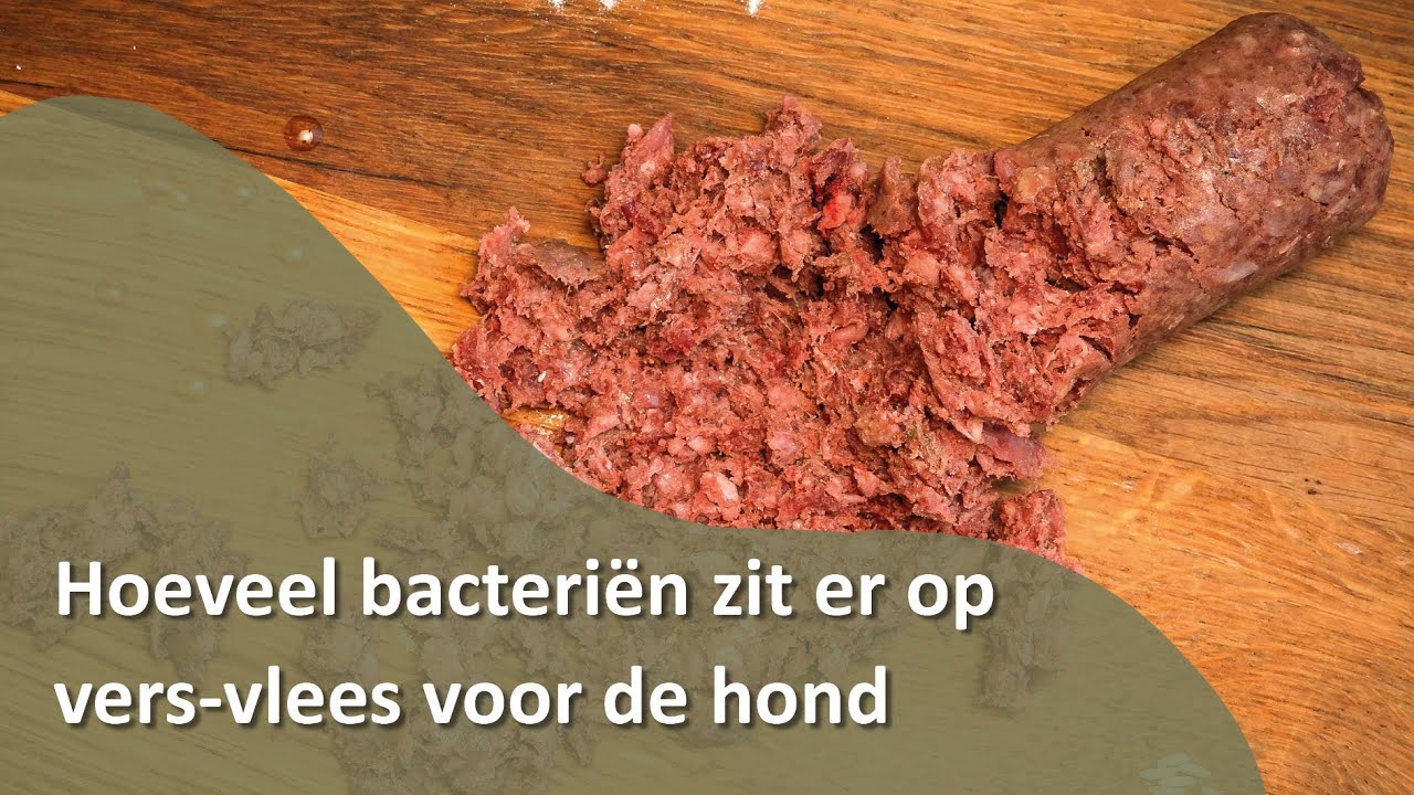 Hoeveel bacteriën zit er op vers-vlees voor de hond? - Honden TV S02E12