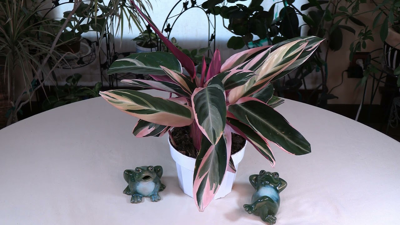 Stromanthe sanguinea Triostar Care: What to Know