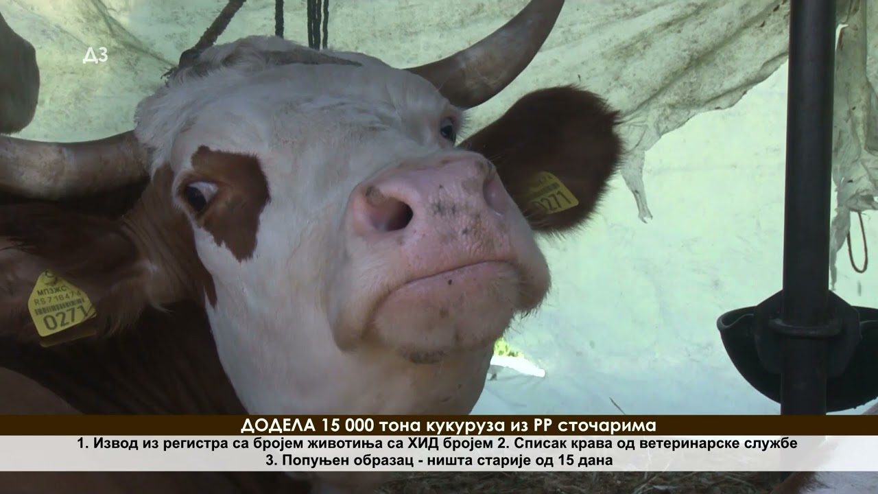 Kako do pomoći VLADE  u KUKURUZU za proizvodjače MLEKA - ovo su USLOVI i ROKOVI