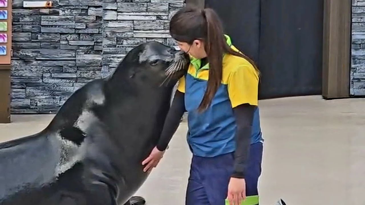 Seaworld🌊 | Sea lions🦁 show | San Diego #Youtube #youtubevideos #adventure #bestexperience #fun 