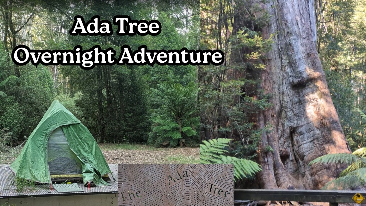 Ada Tree Solo Hike Adventure: A Walk Into History | Yarra State Forest Victoria