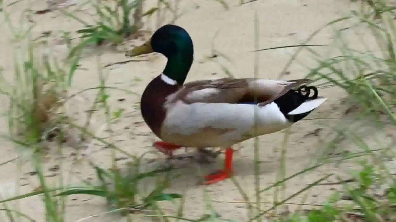 Mallard Duck walking on beach quacking